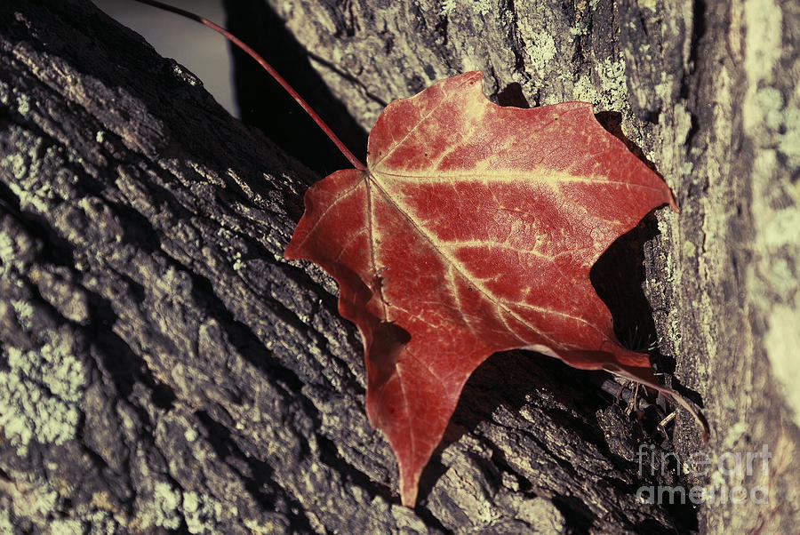 Autumn Find Photograph by Aimelle Ml