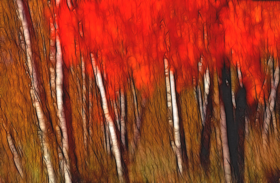 Tree Photograph - Autumn Fire by Bill Morgenstern