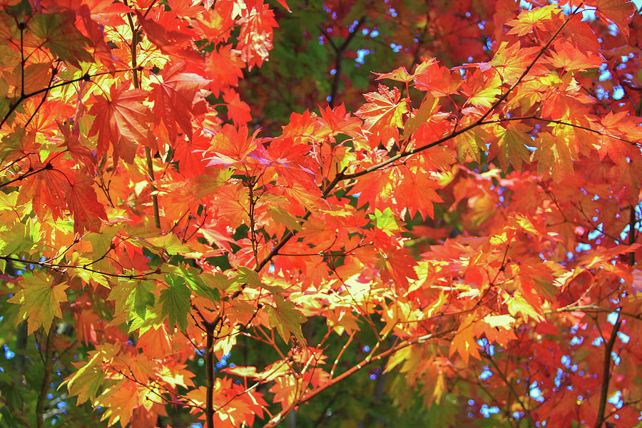 Autumn Fire Photograph by Bonnie Follett