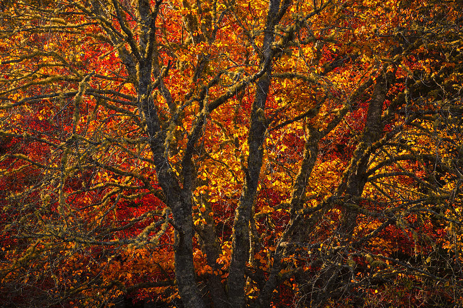 Autumn Fire Photograph by Irwin Barrett