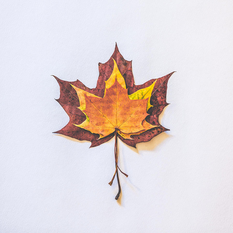 Still Life Photograph - Autumn Fire by Kate Morton