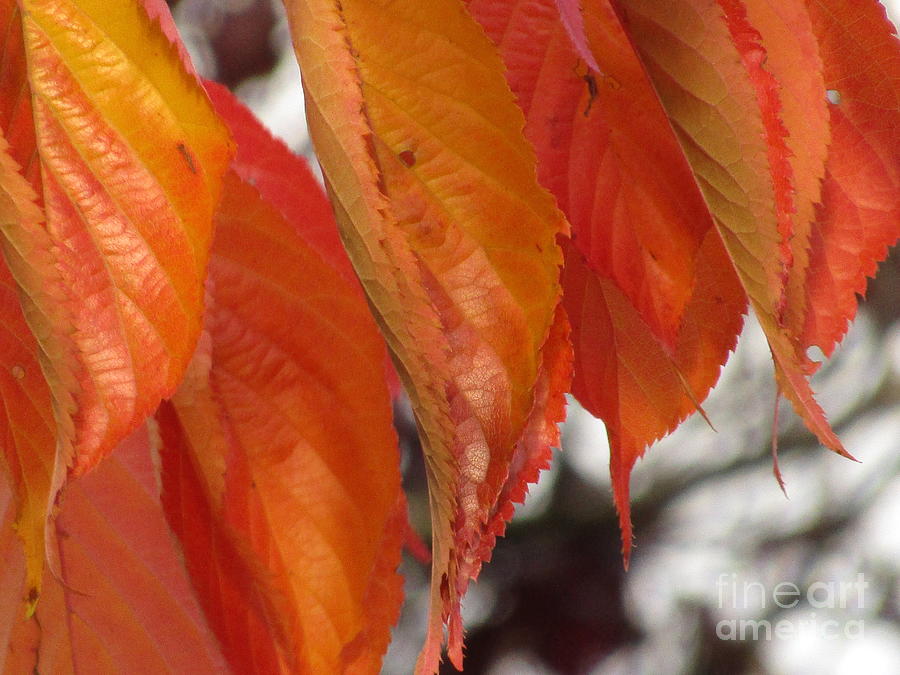 Fall Photograph - Autumn Flame by Kim Tran