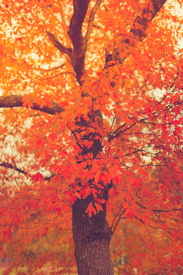 Autumn Flame Photograph by Shane Holsclaw