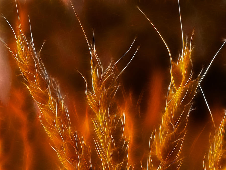 Fractalius Filter Photograph - Autumn Flames by Blair Wainman