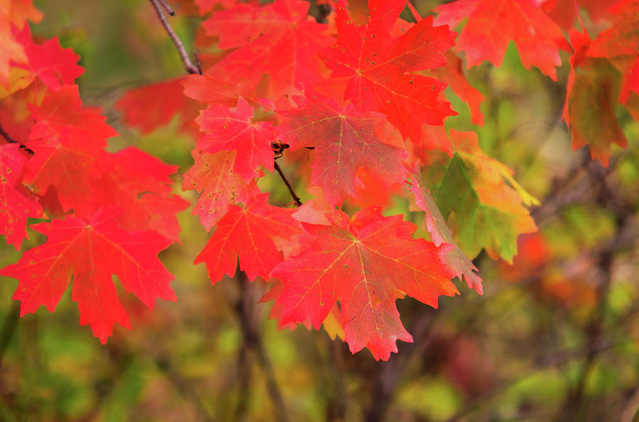 Autumn Flash by Bryan Carter Autumn Flash by Bryan Carter
