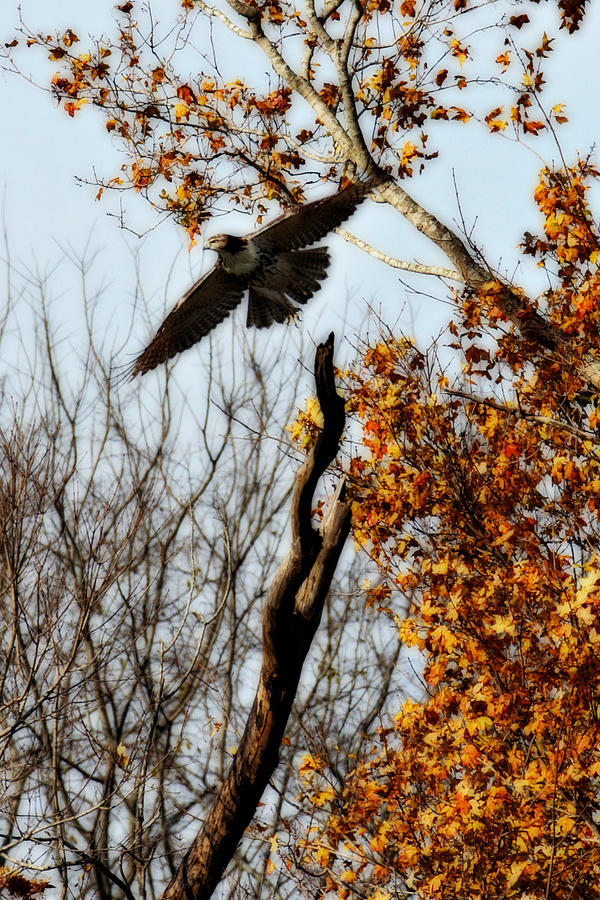Hawk Photograph - Autumn Flight by Alan Skonieczny