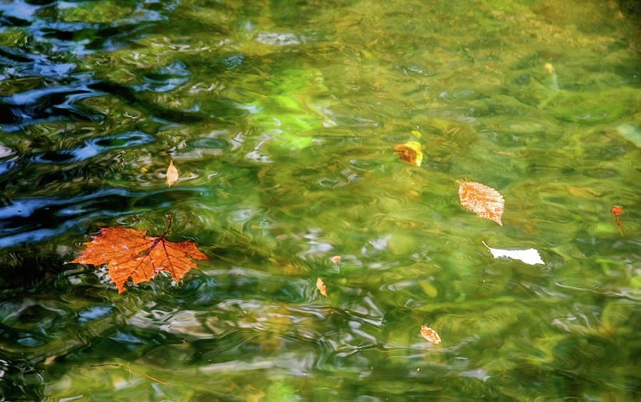 Autumn Floating Photograph by Lana Trussell