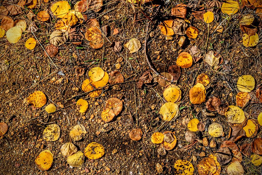 Autumn Floor Photograph by Michael Brungardt