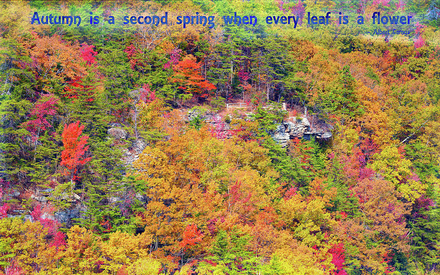 Fall Photograph - Autumn Flowering by John M Bailey