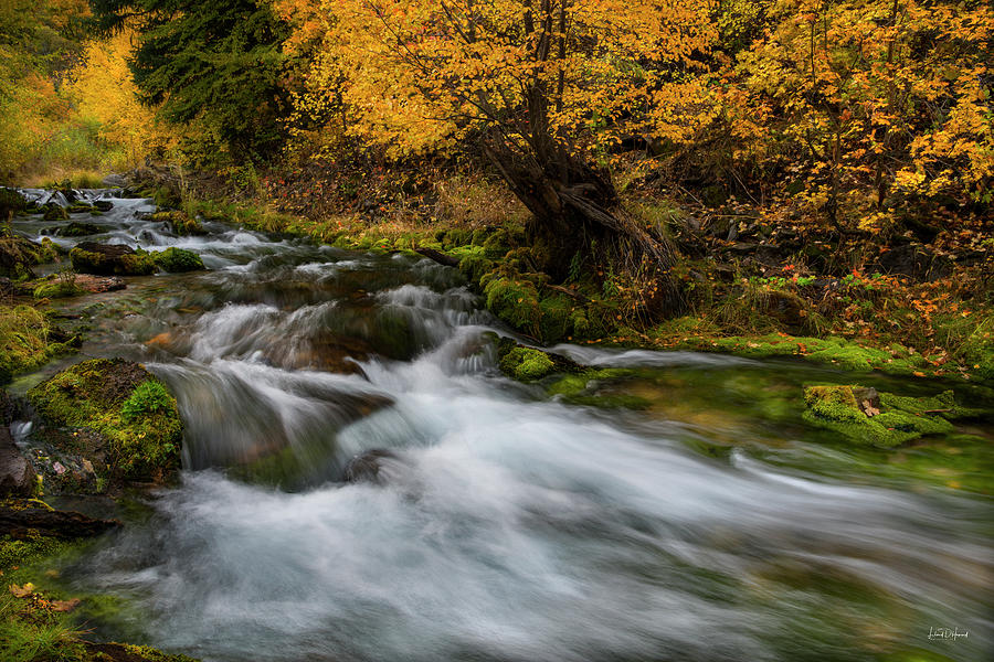 Autumn Flows Photograph by Leland D Howard