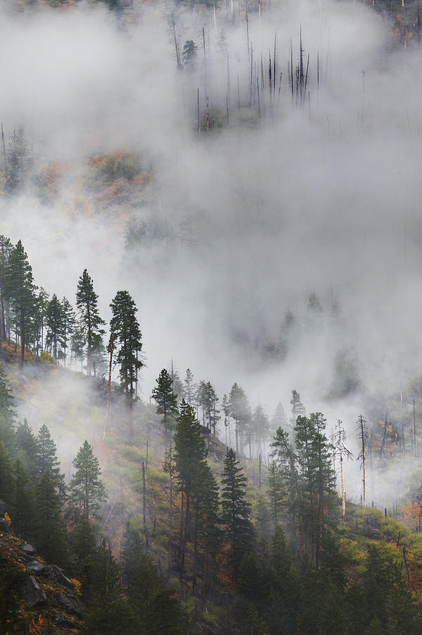 Autumn Fog Photograph by Eggers Photography