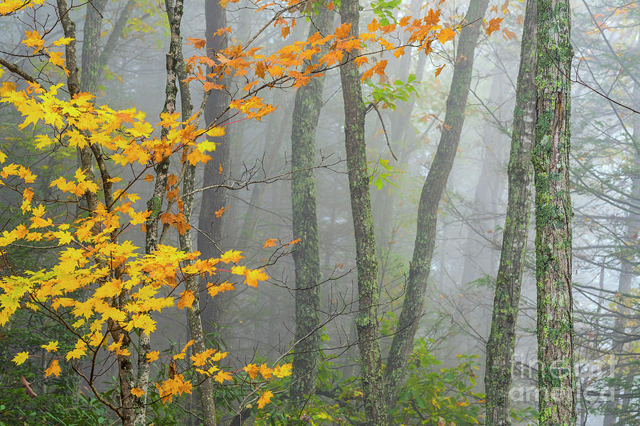Autumn Fog Gauley River NRA Photograph by Thomas R Fletcher
