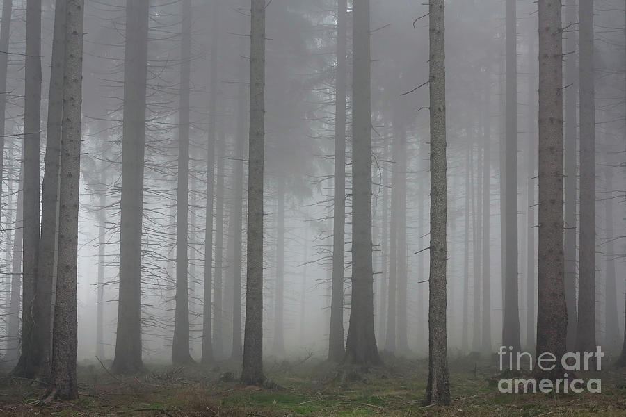 Autumn fog in the spruce forest Photograph by Michal Boubin