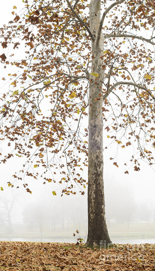 Autumn Fog Photograph by Tamara Becker