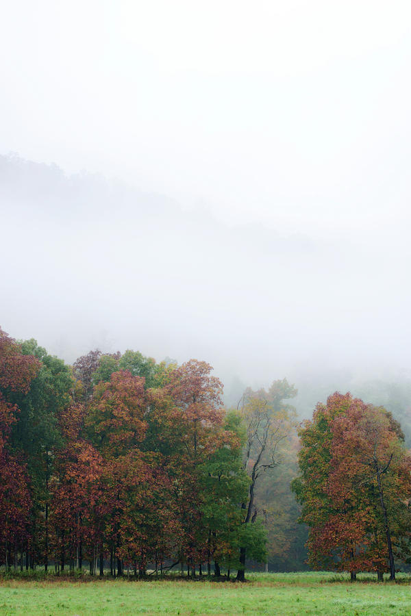 Autumn Fog Photograph by Tracy Winter