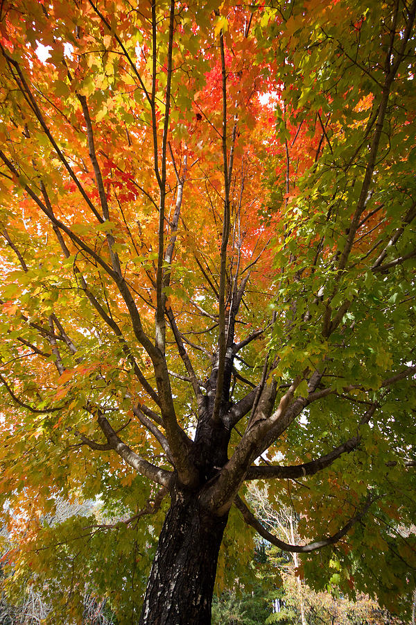 Autumn Foliage-3 Photograph by Riccardo Forte