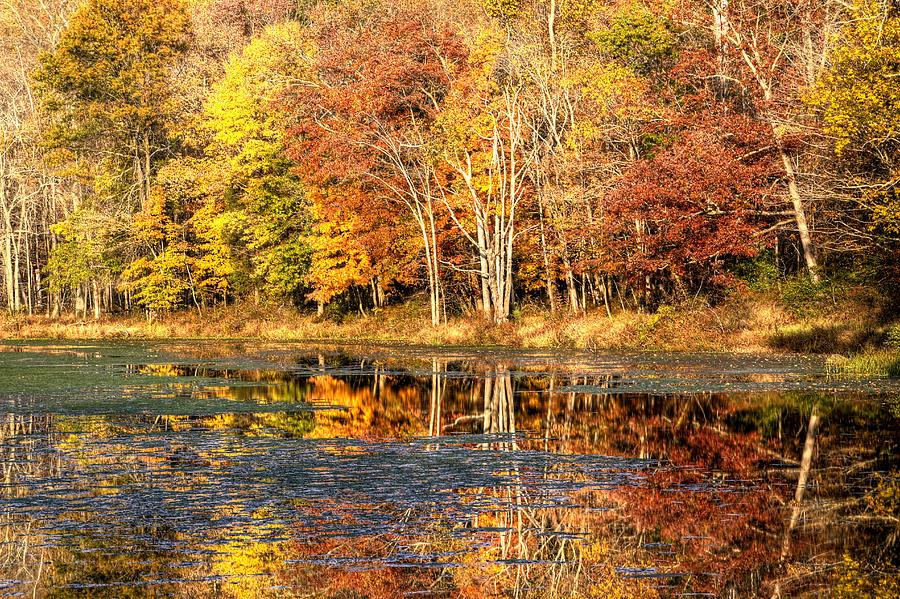 Autumn Foliage at Whites Mill Preserve Photograph by Carol Senske