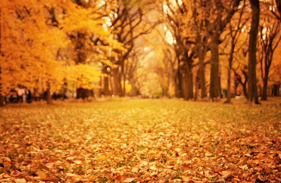 Autumn Foliage - Central Park - New York City Photograph by Vivienne Gucwa