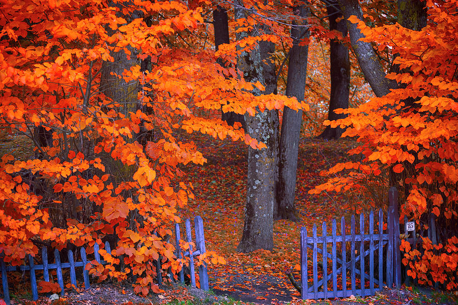 Autumn foliage Photograph by Giovanni Allievi