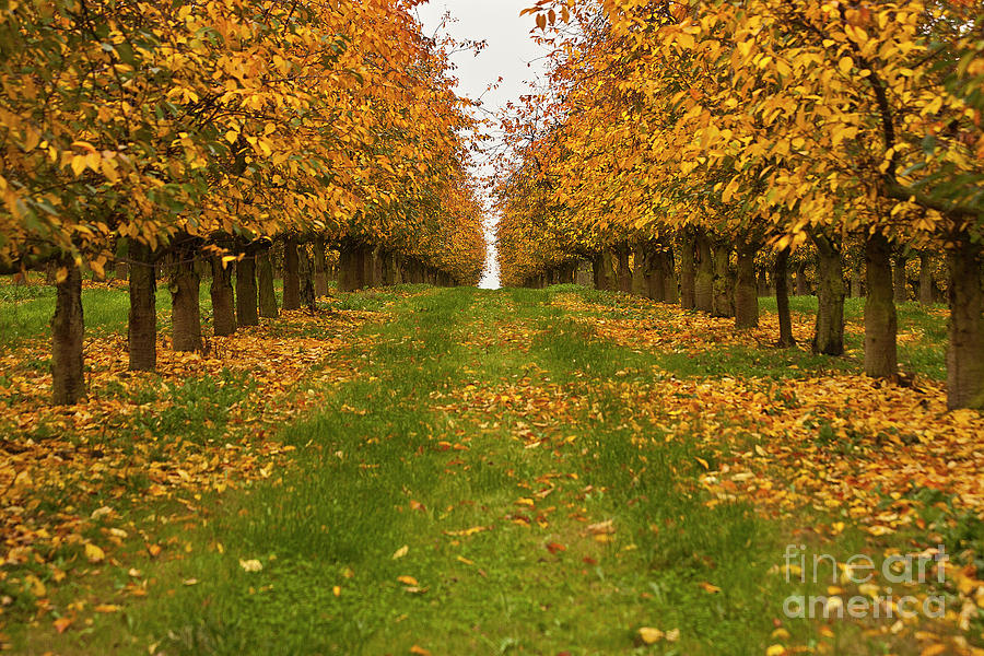 Autumn Foliage Photograph by Heiko Koehrer-Wagner