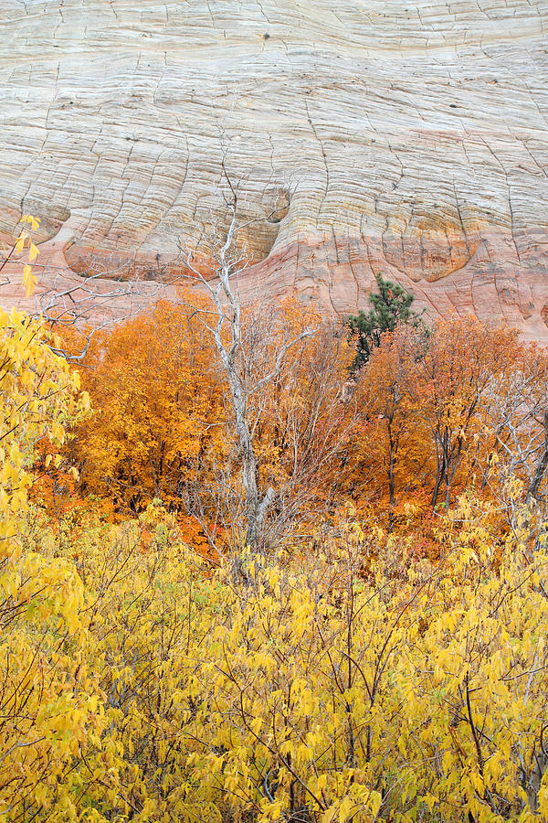 Autumn foliage in Zion National Park Photograph by Pierre Leclerc Photography