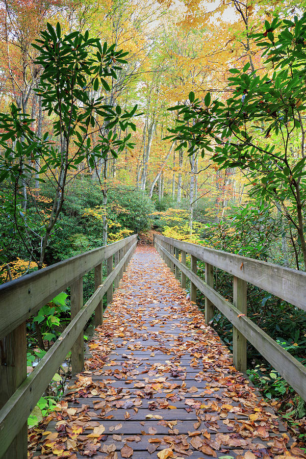 Autumn Footbridge Photograph By Carol Vandyke - Fine Art America