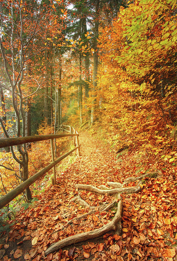Autumn Footpath Photograph by Serhii Kucher - Fine Art America