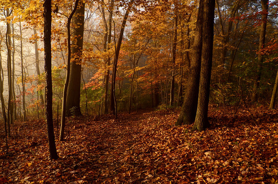 Autumn Forest Photograph by Ann Bridges