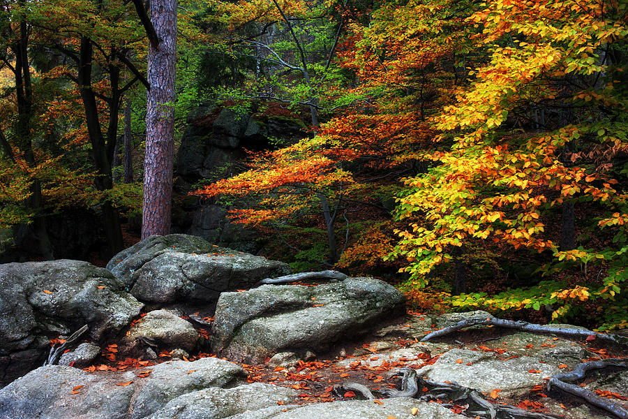 Autumn Forest Photograph by Artur Bogacki