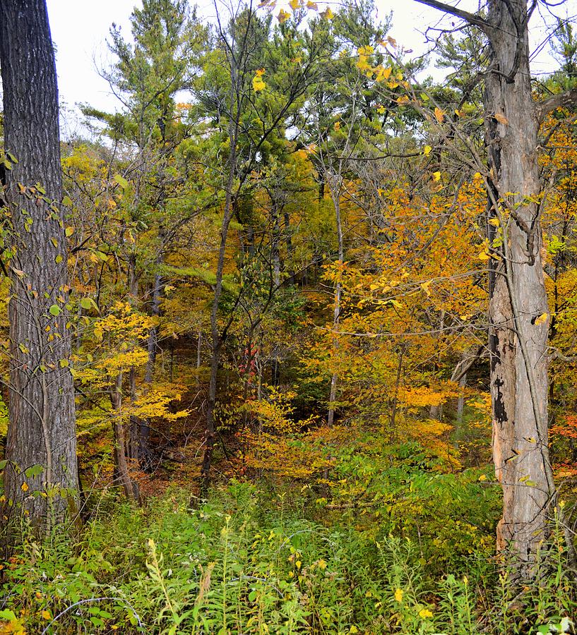 Autumn Forest Photograph by Bonfire Photography