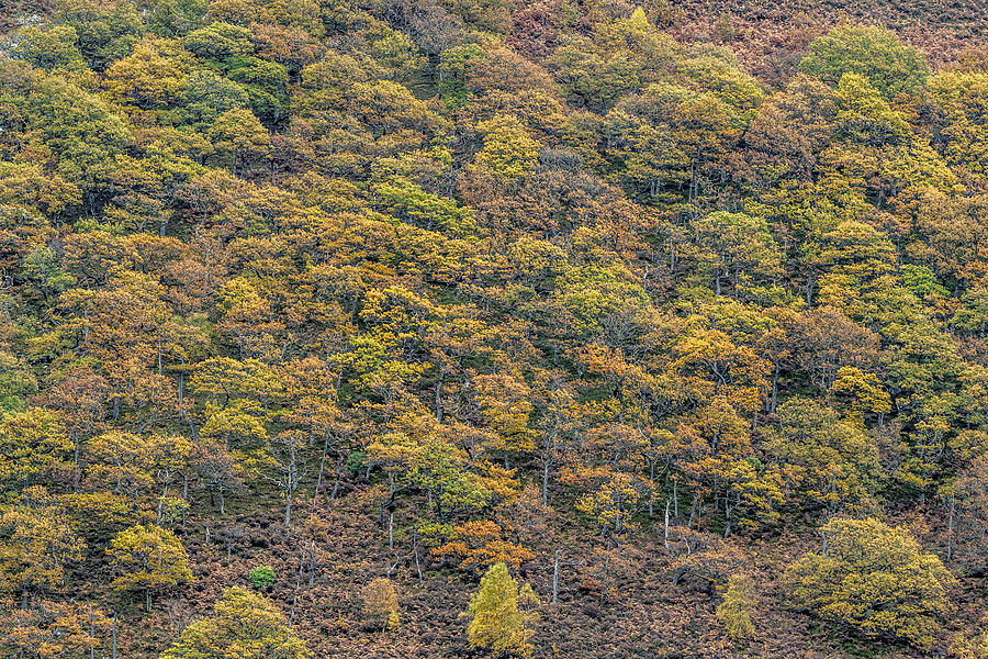 Autumn forest  Photograph by Chris Smith