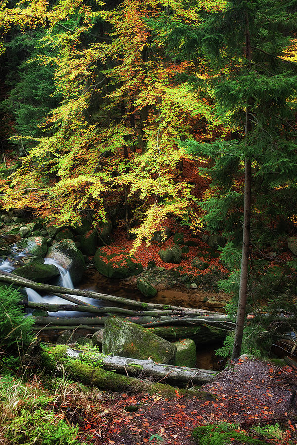 Autumn Forest Creek Photograph by Artur Bogacki
