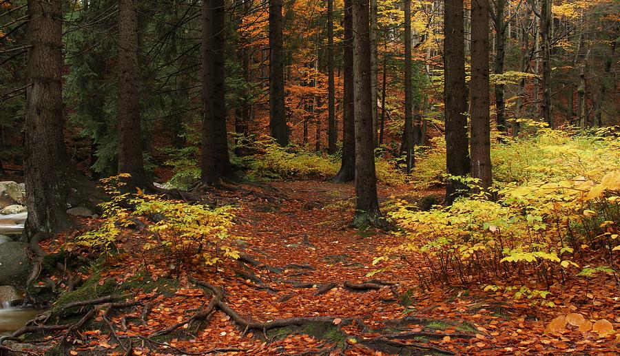 Autumn Forest Photograph by Dawn Van Doorn - Fine Art America