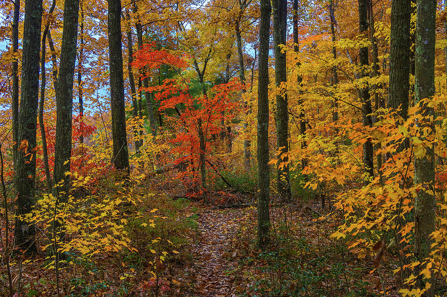 Autumn forest hike Photograph by Ulrich Burkhalter