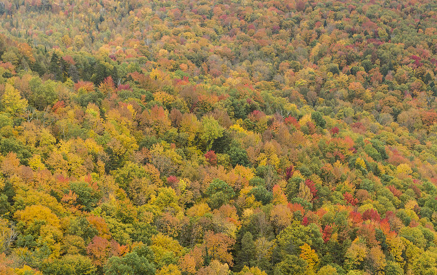 Autumn Forest In Cabot Vermont Photograph