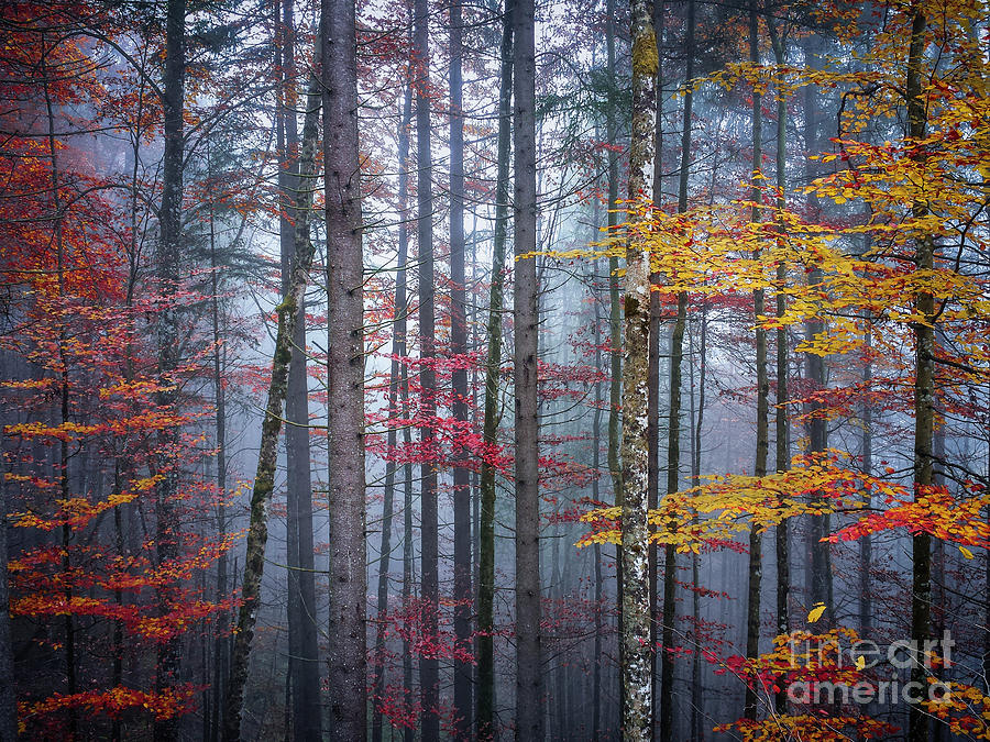 Autumn forest in fog Photograph by Elena Elisseeva