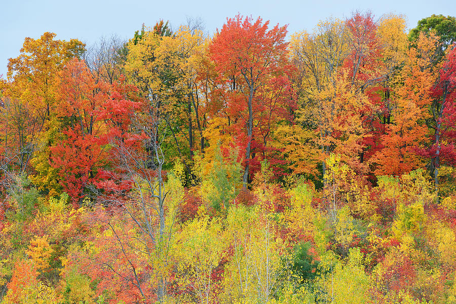 Autumn Forest in Peak Color Photograph by Dean Pennala | Fine Art America