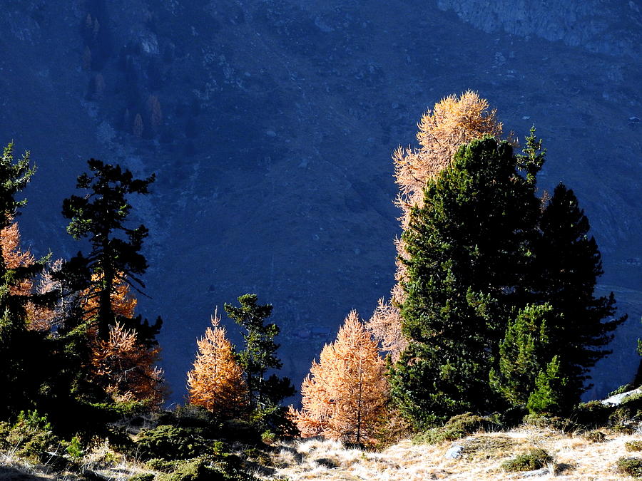 Autumn Forest in the Mountains Photograph by Ernst Dittmar
