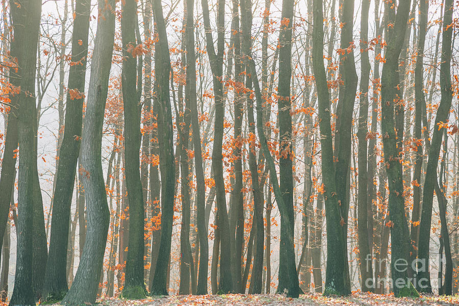 Autumn forest Photograph by Jelena Jovanovic