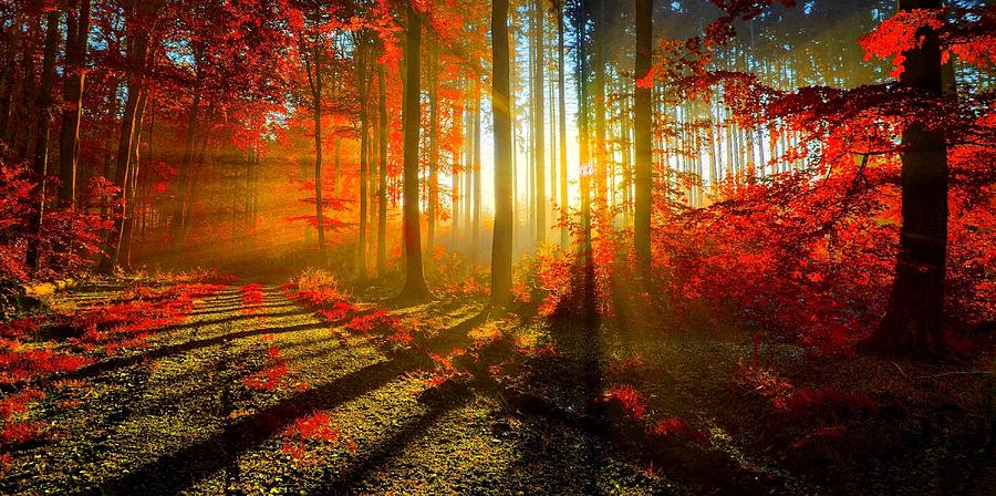 Autumn Forest Light Photograph by Movie Poster Prints