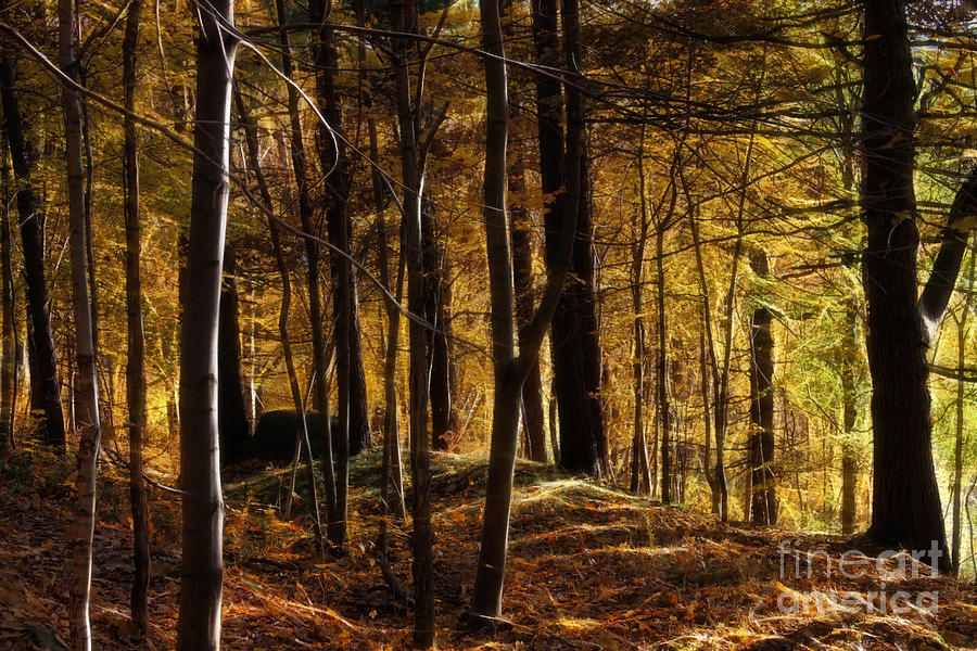 Autumn Forest Photograph by Lutz Baar