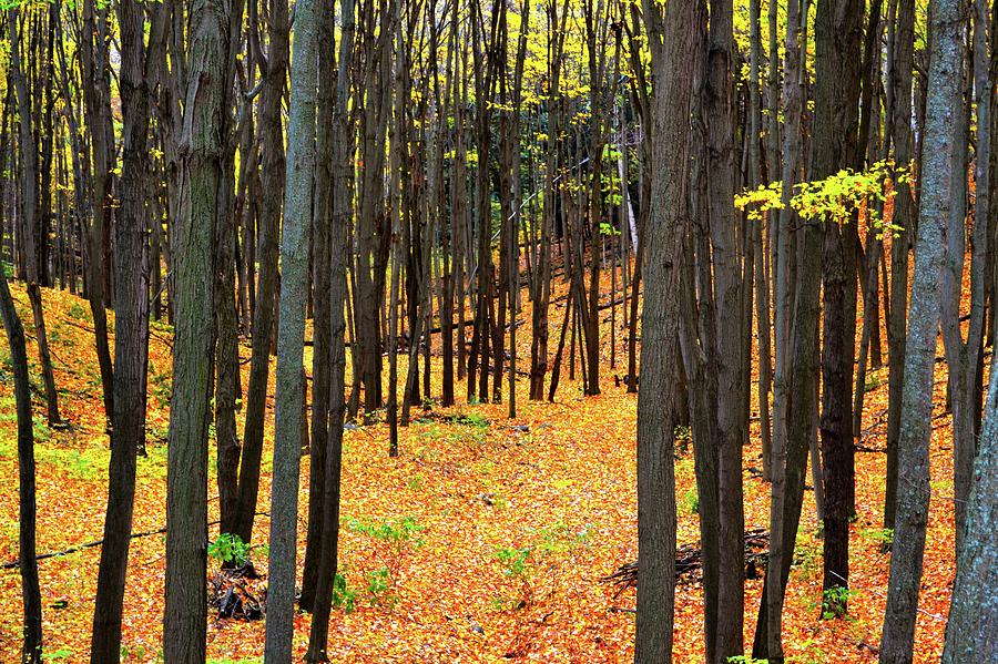 Autumn Forest  Photograph by Lyle Crump