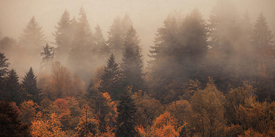 Autumn Forest Mist Photograph by Don Schwartz