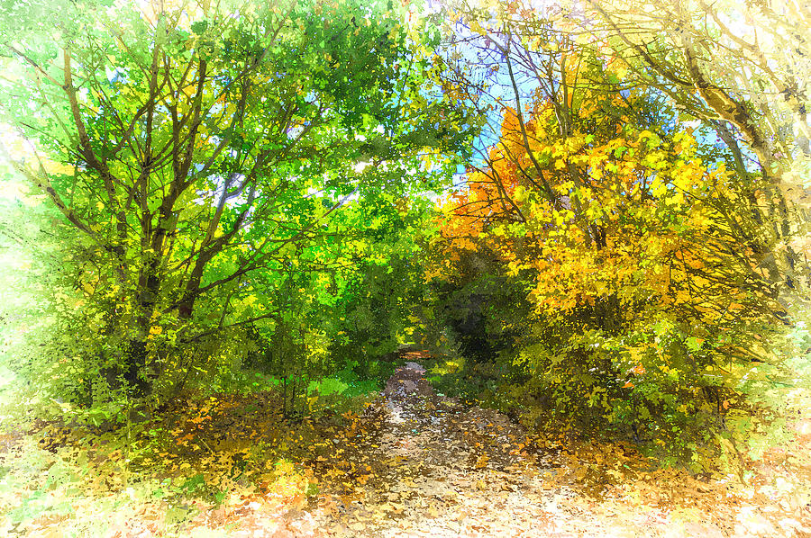 Autumn Forest Path Art Photograph by David Pyatt