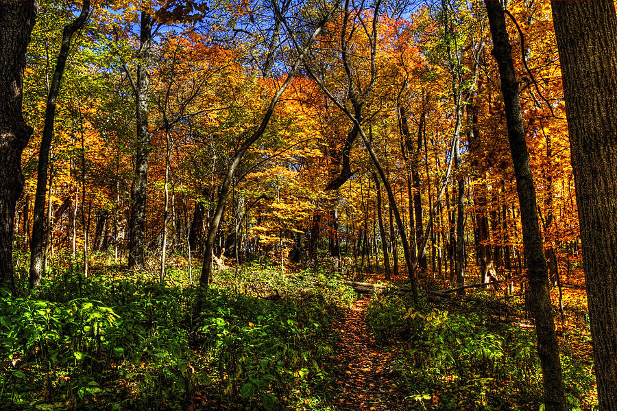 Autumn Forest Path at Johnsons Mound Photograph by Roger Passman