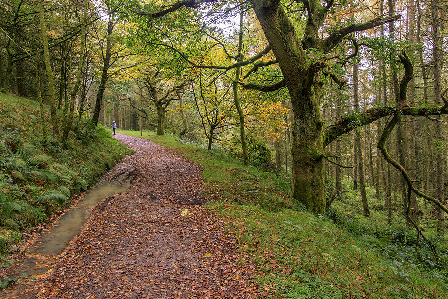 Autumn forest path - Photograph by Chris Smith