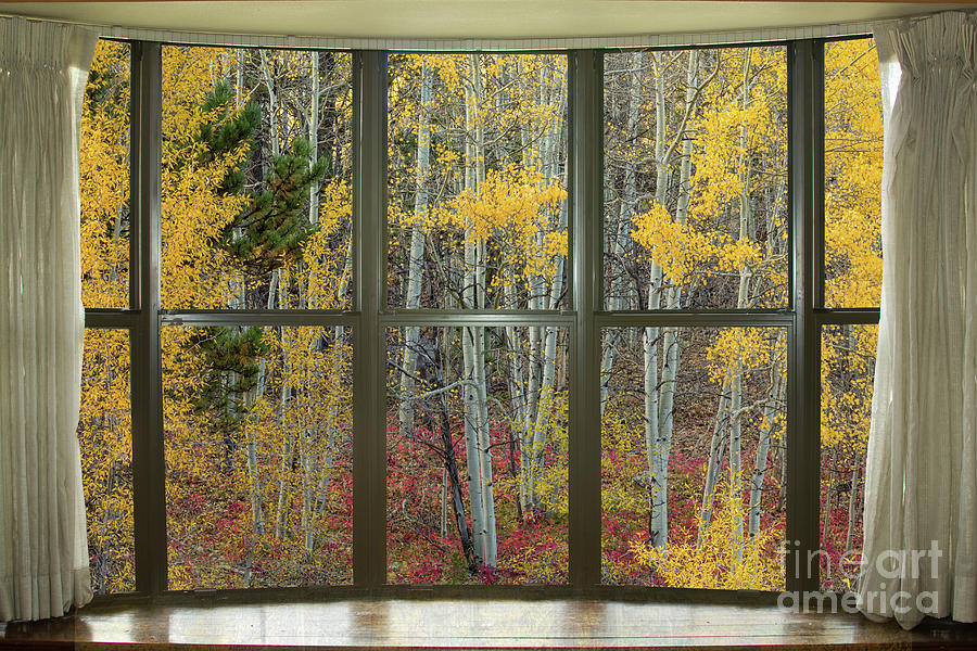 Autumn Forest Red Wilderness Floor Bay Window View Photograph