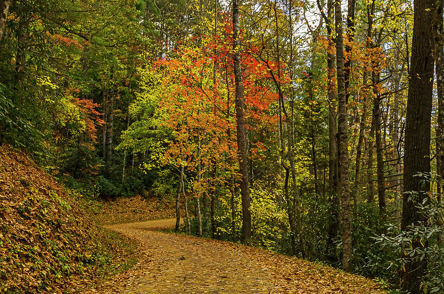 Autumn forest road. Photograph by Ulrich Burkhalter