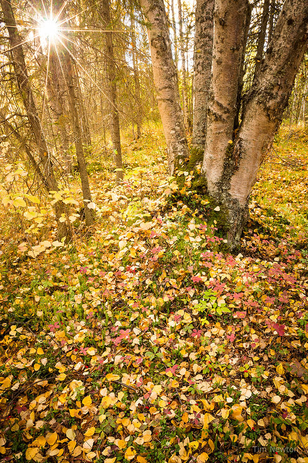 Autumn Forest Scene Photograph by Tim Newton