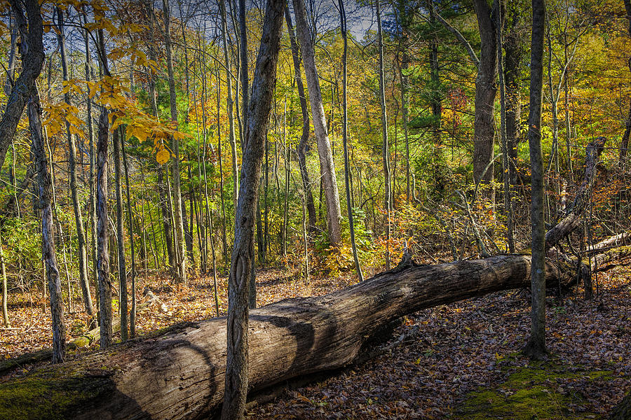 Autumn Forest Scene with fallen Log Photograph by Randall Nyhof